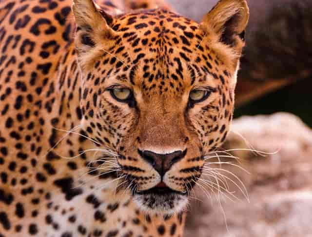 好学生考过老师了吗