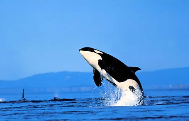 中考最好考的考点