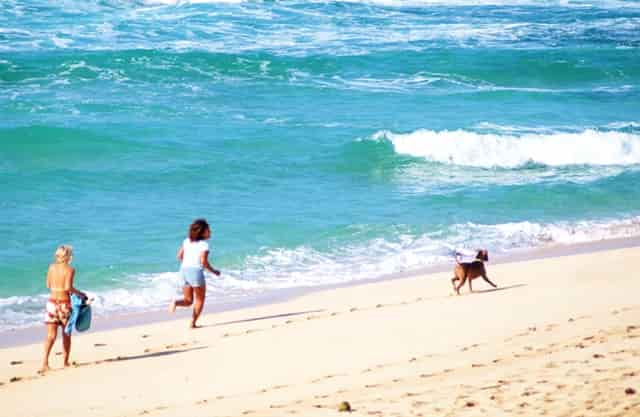 袖虎病猫攻略：小猫总是拉肚子，原因可能是它