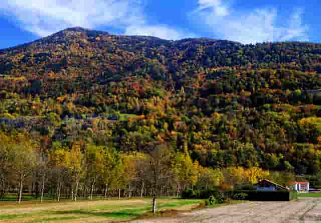 袖虎病猫攻略：猫杯状病毒的特点是什么