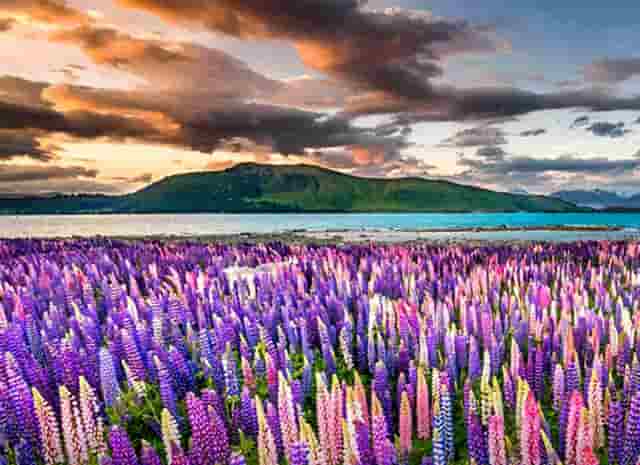 网易股份占股(蔚来股份占股比例)