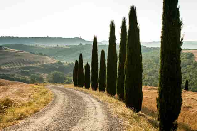 袖虎病狗攻略：金毛关节炎，必须小心