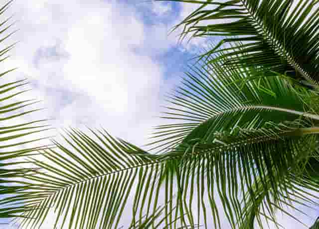 袖虎新养宠防坑：小心感冒变成猫鼻支