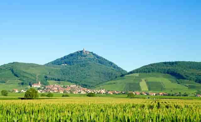 袖虎病猫攻略：猫咪睡姿的含义