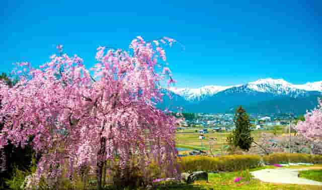 各种苦瓜视频(种苦瓜技术视频)